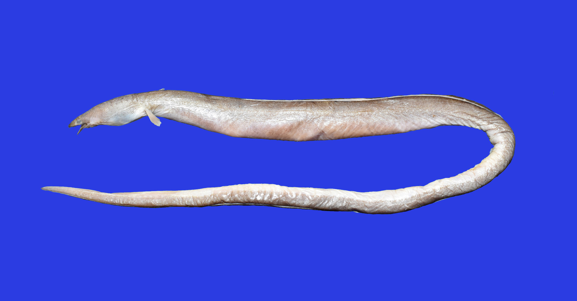 ภาพ ปลา johnmccoskeri (Ophichthus johnmccoskeri)