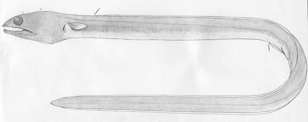 ภาพ ปลา lentiginosus (Ophichthus lentiginosus)