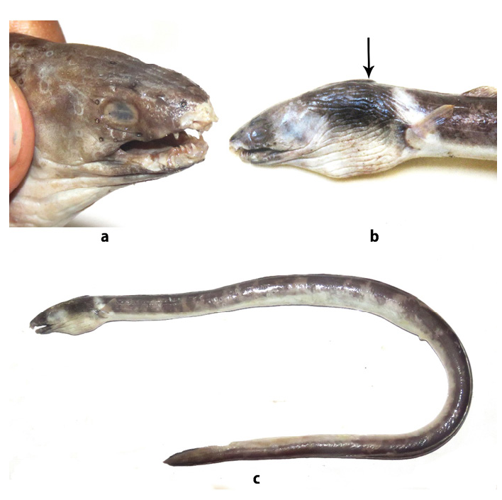 ภาพ ปลา lithinus (Ophichthus lithinus)