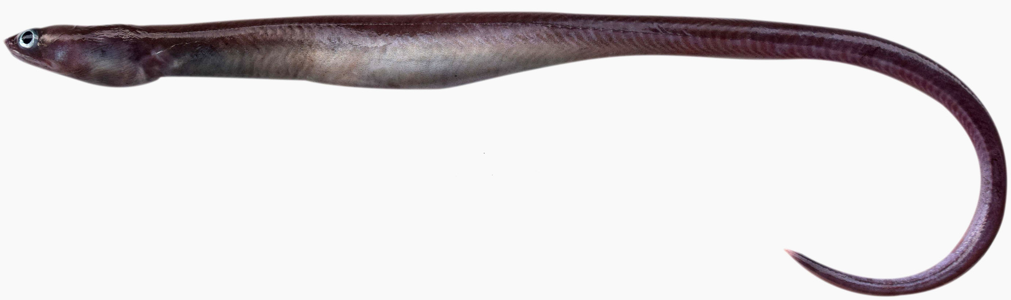 ภาพ ปลา mccoskeri (Ophichthus mccoskeri)