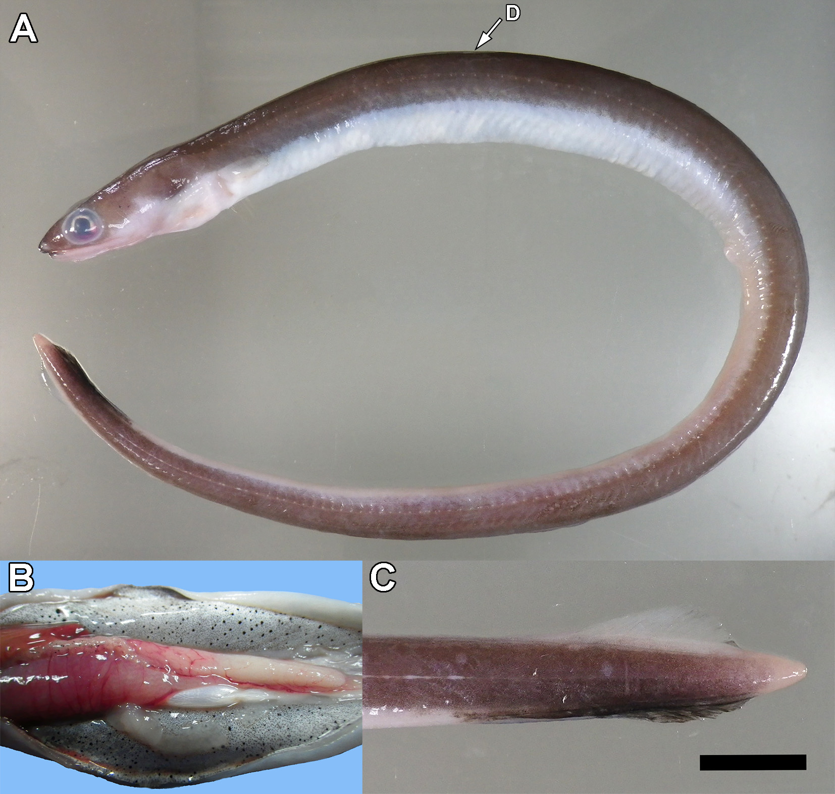 ภาพ ปลา megalops (Ophichthus megalops)