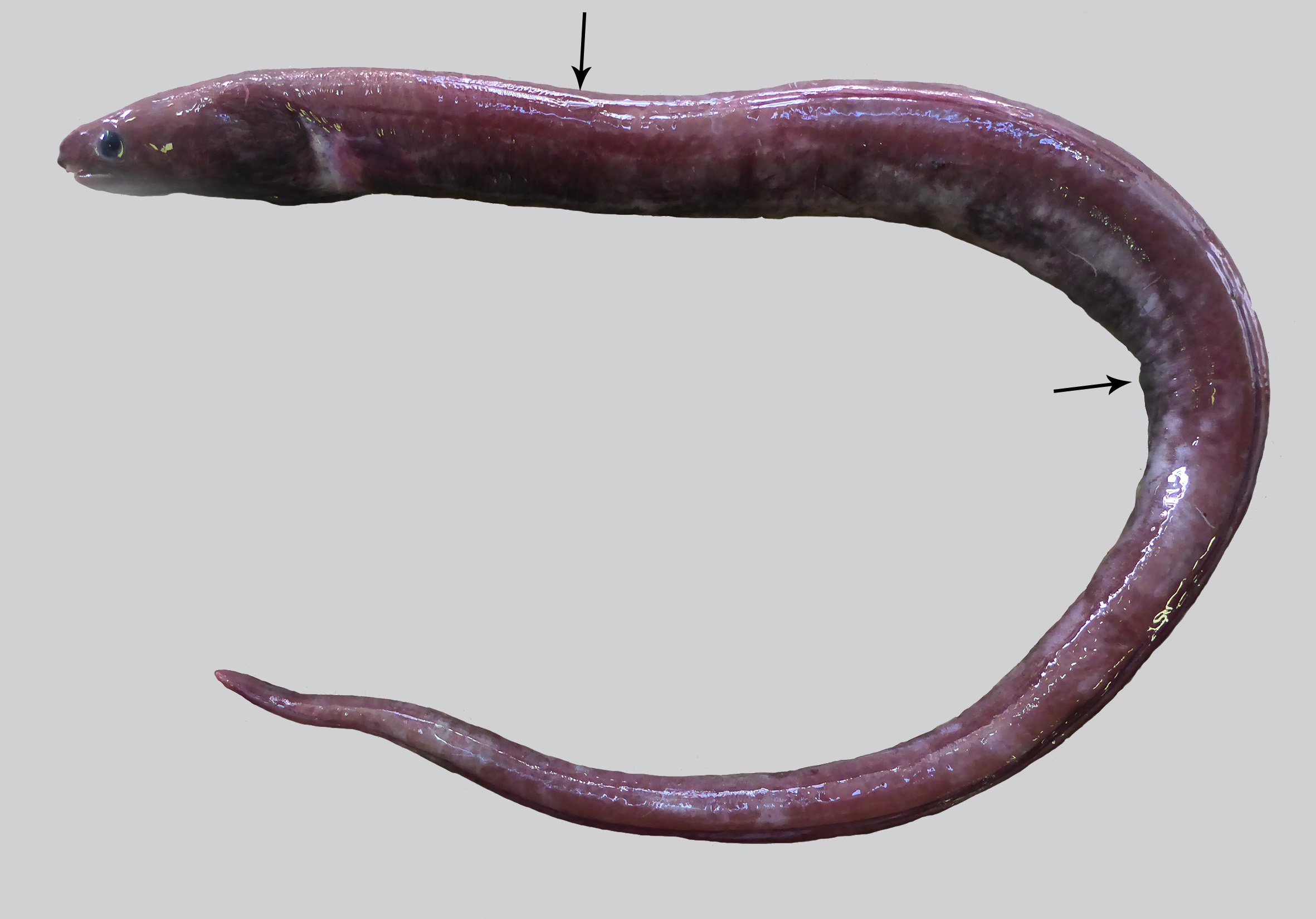 ภาพ ปลา naga (Ophichthus naga)