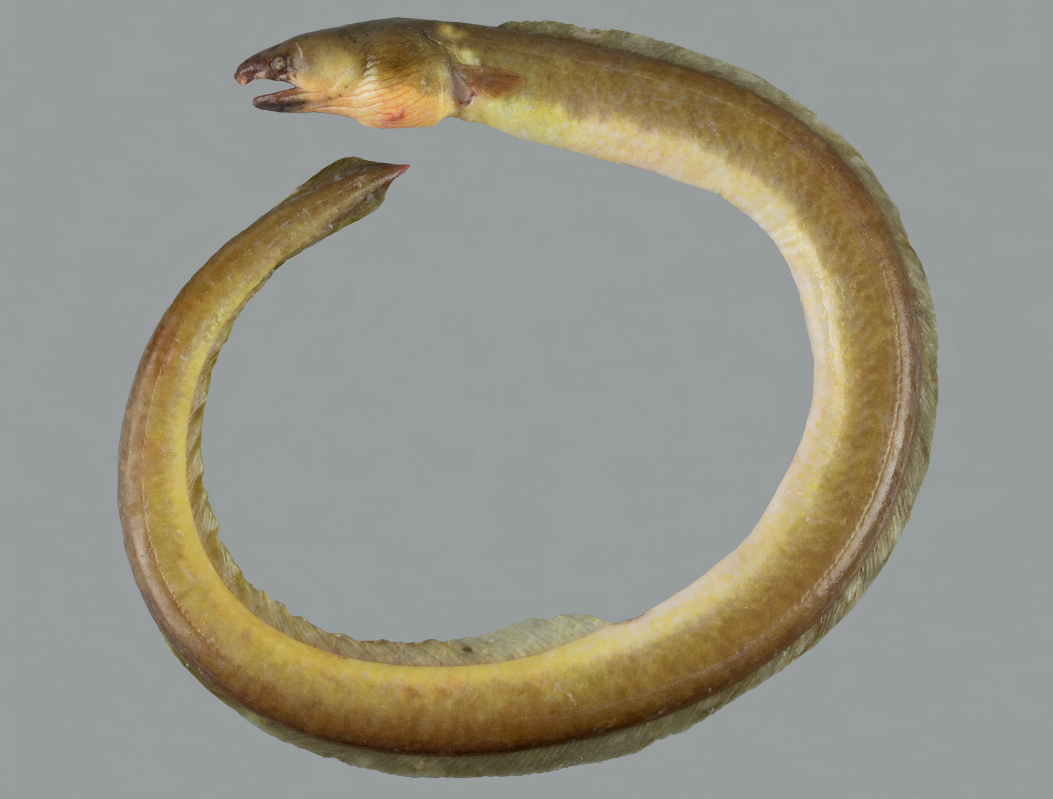 ภาพ ปลา olivaceus (Ophichthus olivaceus)