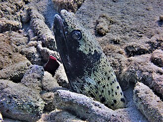 ภาพ ปลา ophis (Ophichthus ophis)