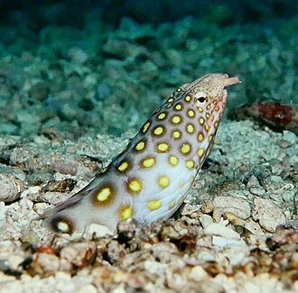ภาพ ปลา polyophthalmus (Ophichthus polyophthalmus)