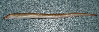ภาพ ปลา puncticeps (Ophichthus puncticeps)