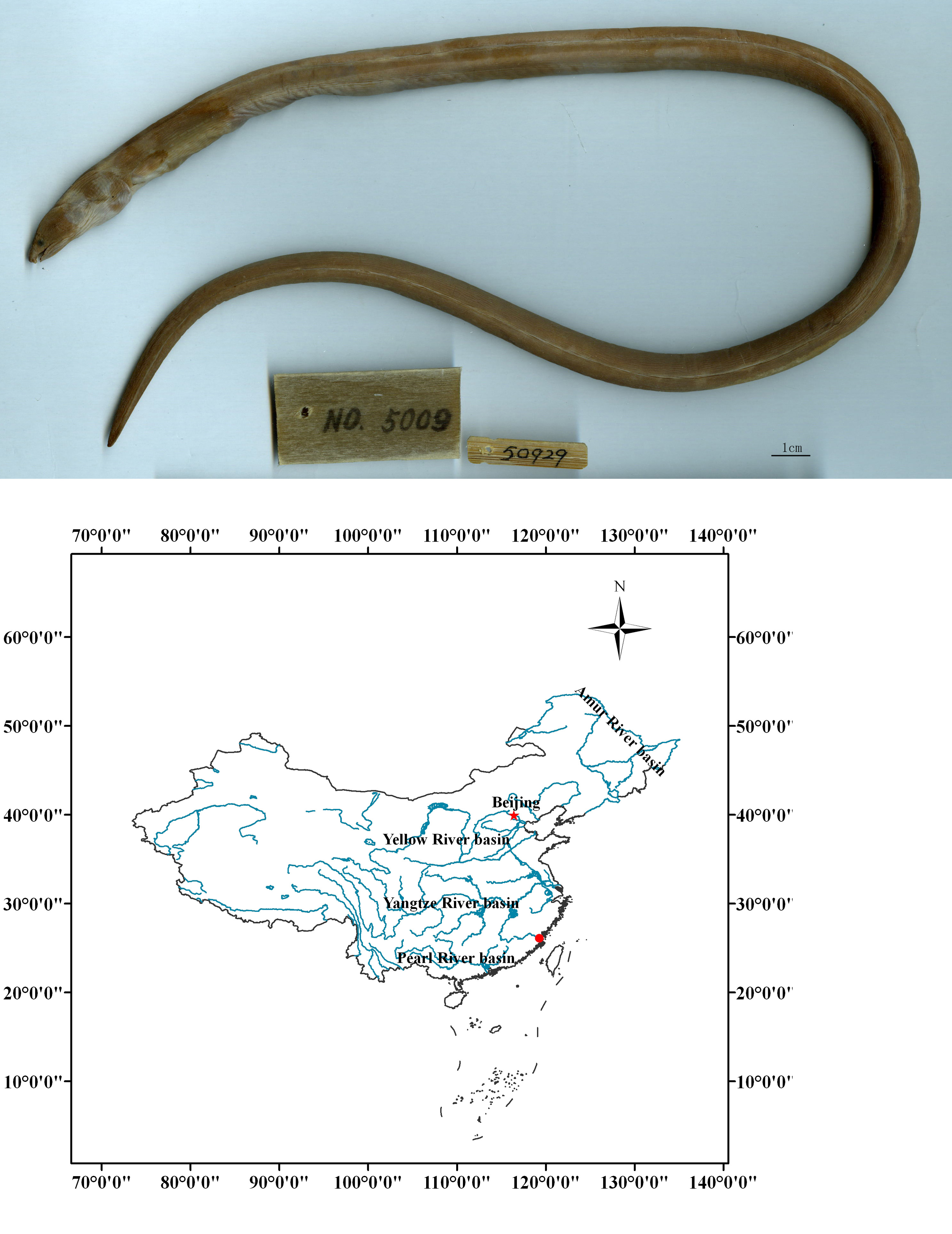 ภาพ ปลา retrodorsalis (Ophichthus retrodorsalis)