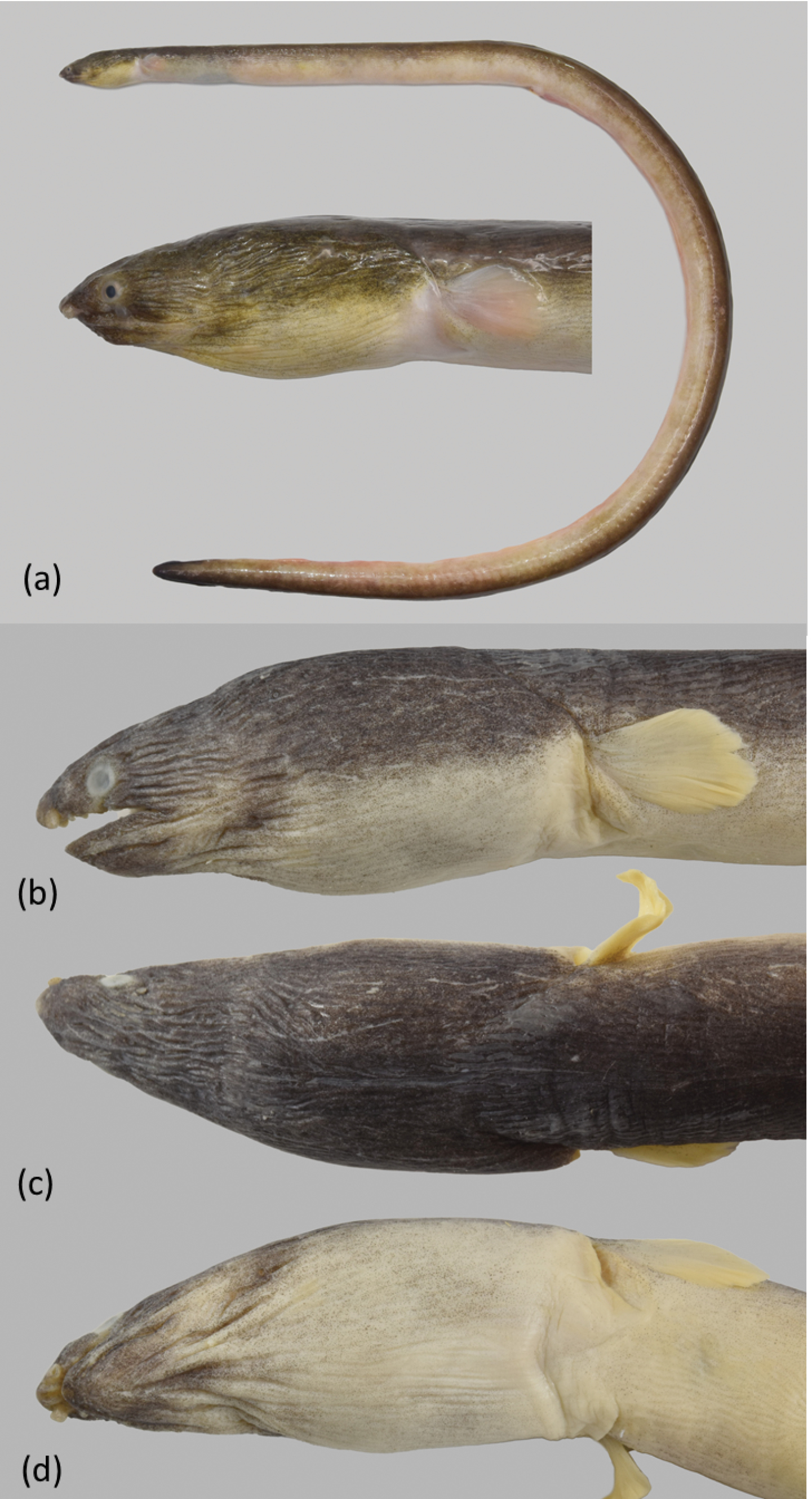ภาพ ปลา rutidoderma (Ophichthus rutidoderma)