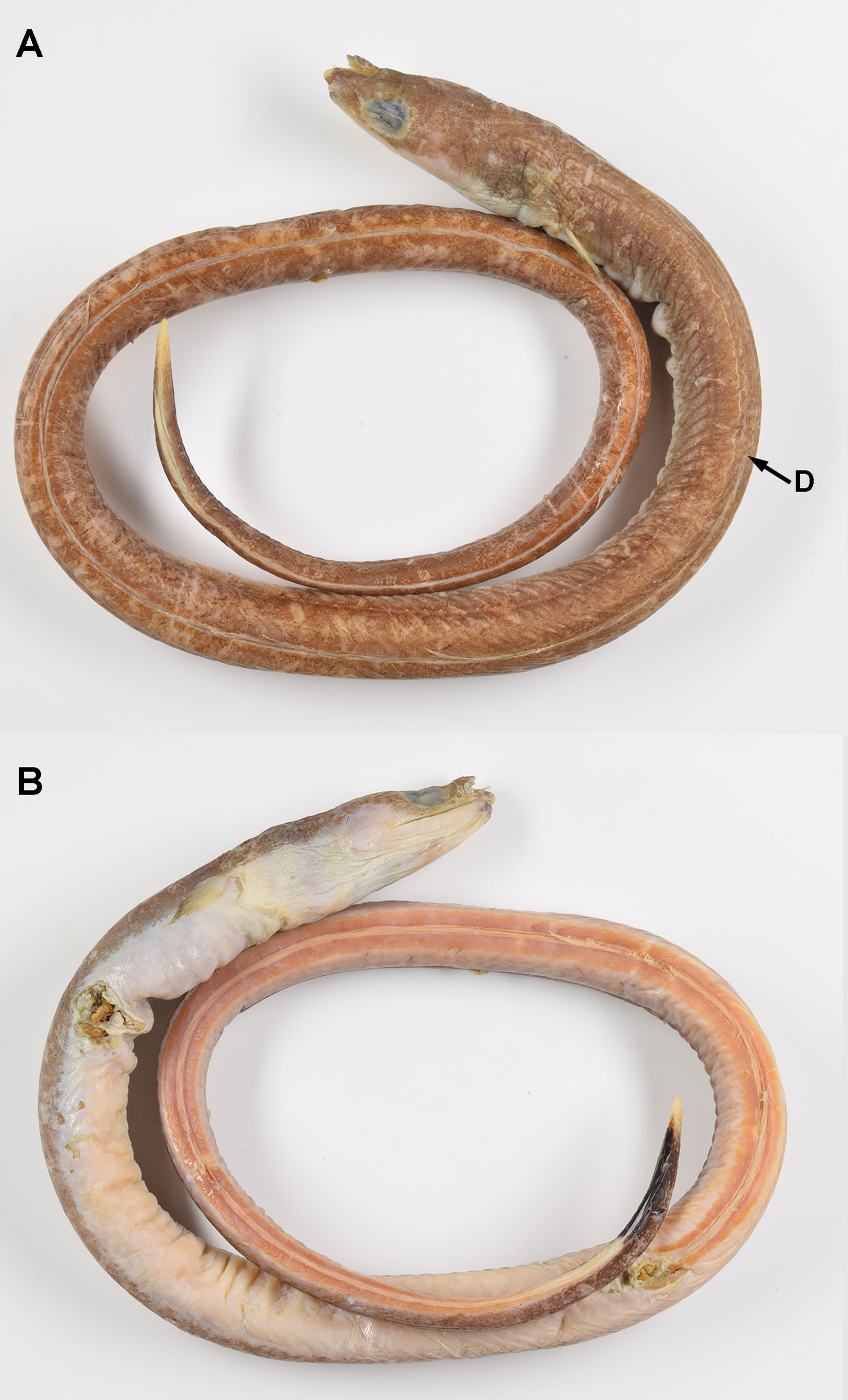 ภาพ ปลา semilunatus (Ophichthus semilunatus)