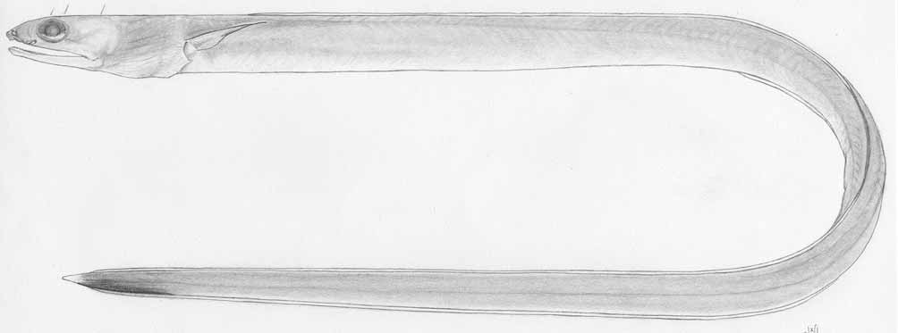 ภาพ ปลา tomioi (Ophichthus tomioi)
