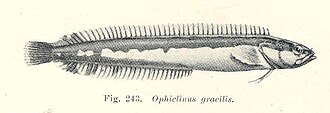 ภาพ ปลา gracilis (Ophiclinus gracilis)