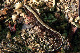 ภาพ ปลา ningulus (Ophiclinus ningulus)