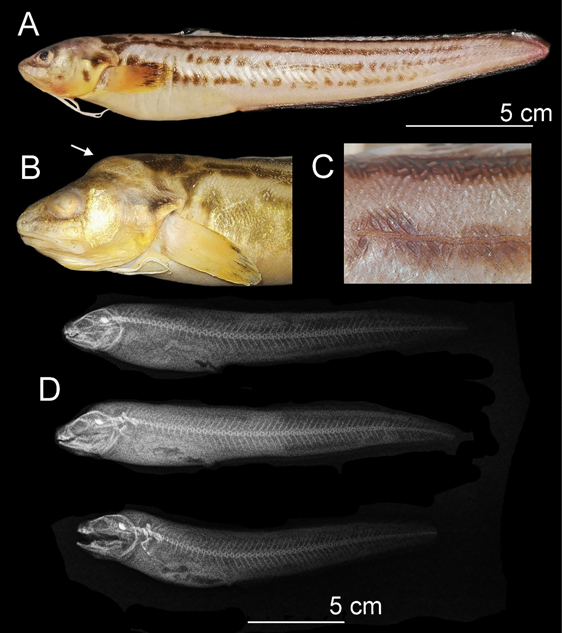 ภาพ ปลา josephi (Ophidion josephi)