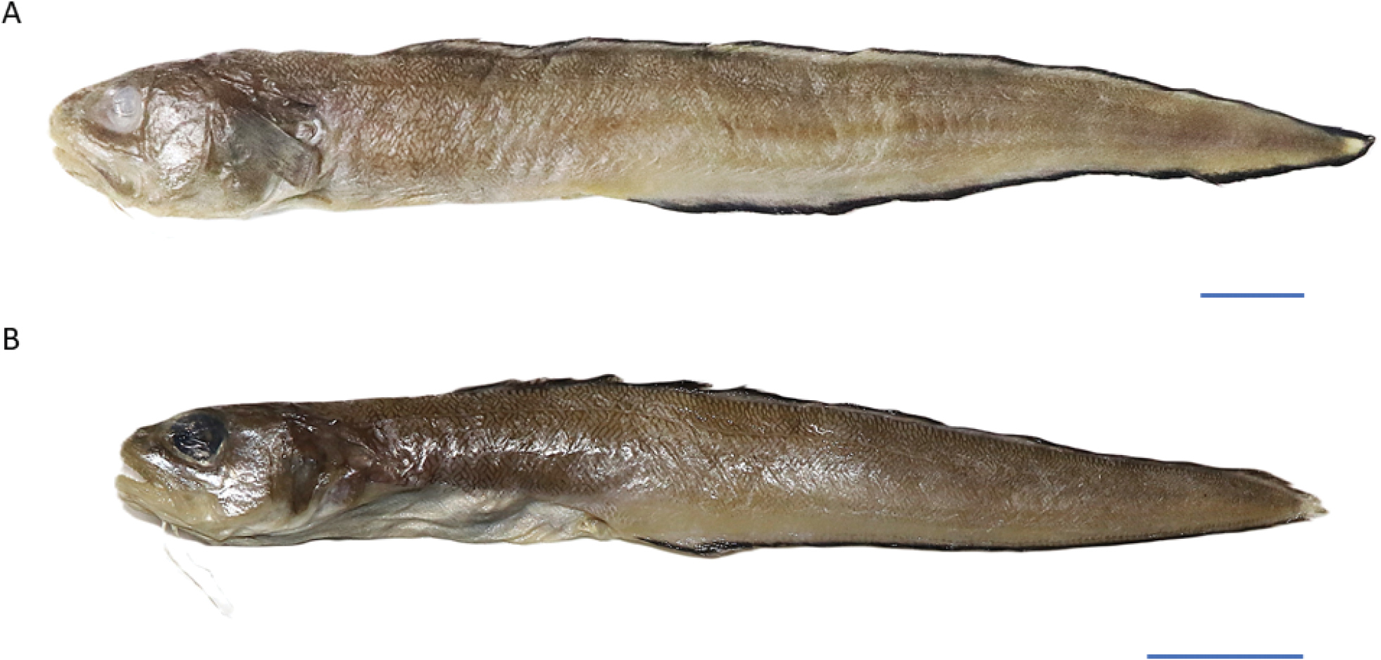 ภาพ ปลา muraenolepis (Ophidion muraenolepis)