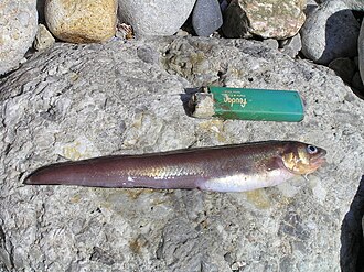 ภาพ ปลา rochei (Ophidion rochei)