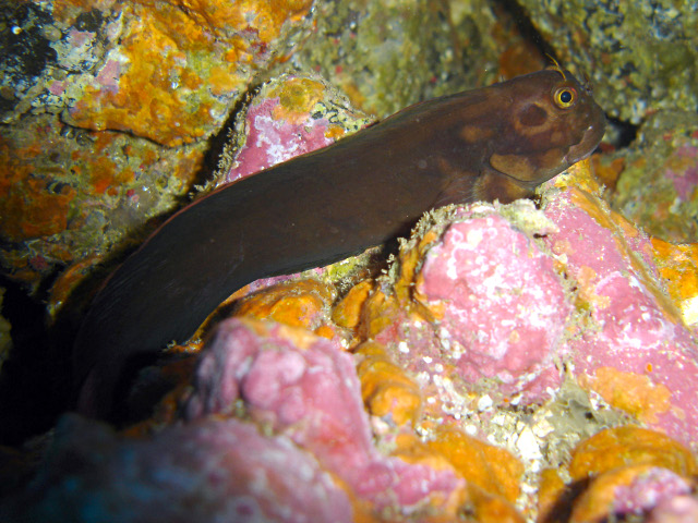 ภาพ ปลาตั๊กแตนหิน atlanticus (Ophioblennius atlanticus)