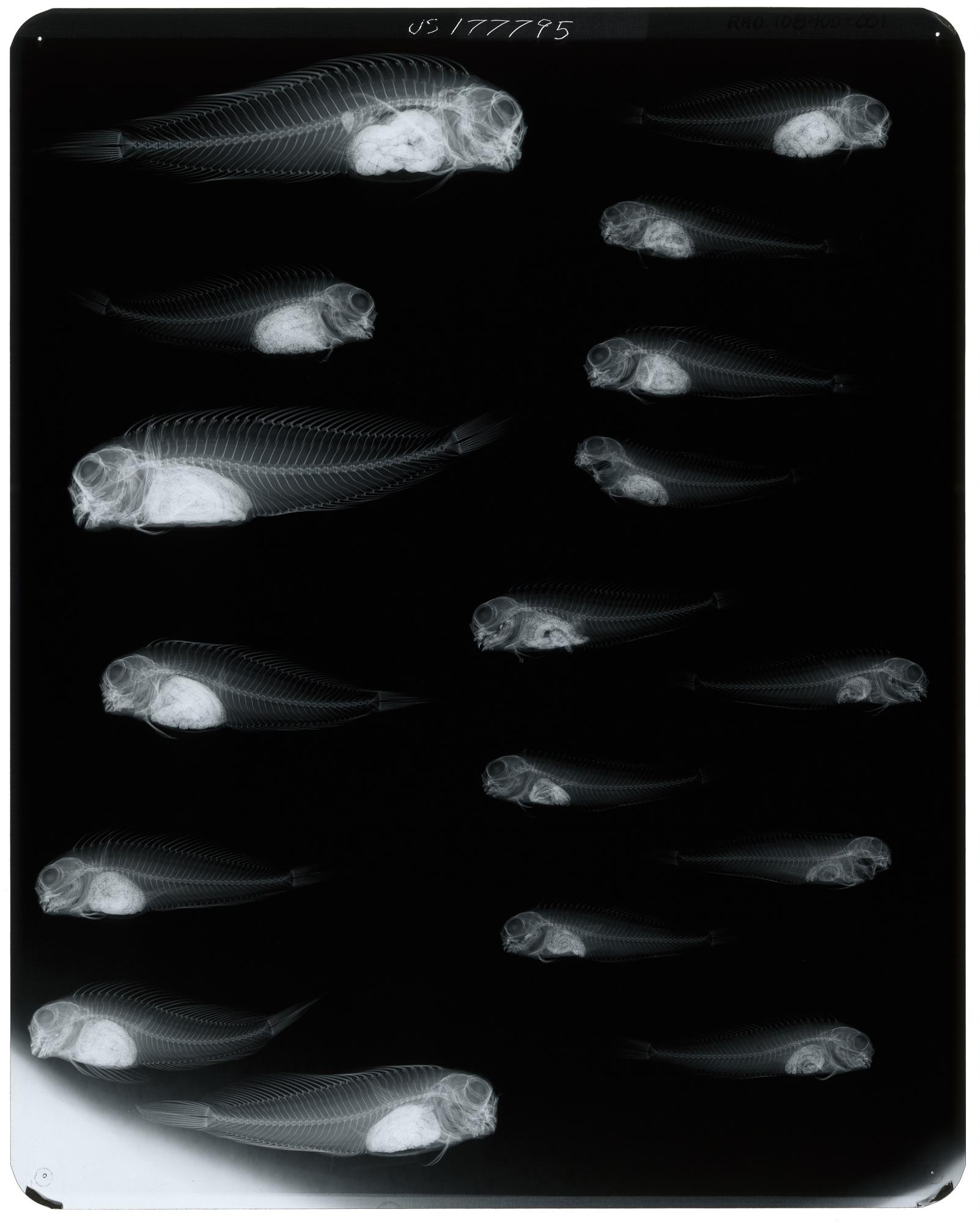 ภาพ ปลาตั๊กแตนหินตั๊กแตนหิน (Ophioblennius clippertonensis)