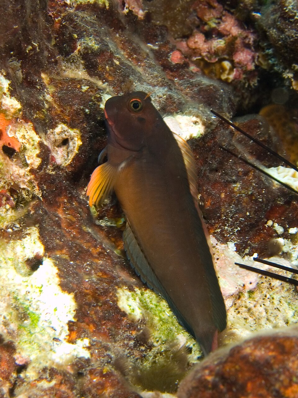 ภาพ ปลาตั๊กแตนหินแคริบเบียนตั๊กแตนหิน (Ophioblennius macclurei)