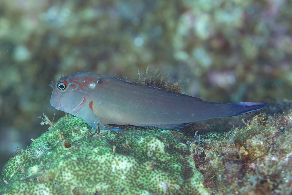ภาพ ปลาตั๊กแตนหินลายบั้งตั๊กแตนหิน (Ophioblennius steindachneri)