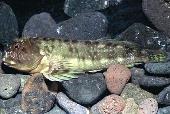 ภาพ ปลาตั๊กแตนหินบราซิลตั๊กแตนหิน (Ophioblennius trinitatis)