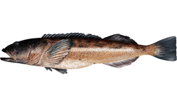 ภาพ ปลา elongatus (Ophiodon elongatus)