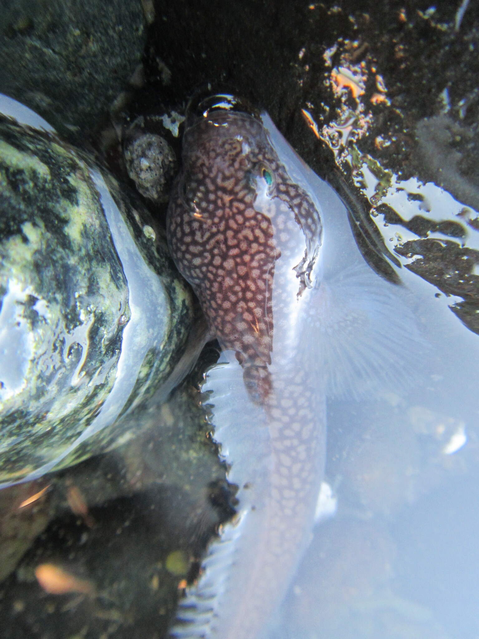 ภาพ ปลาบู่ jenynsi (Ophiogobius jenynsi)