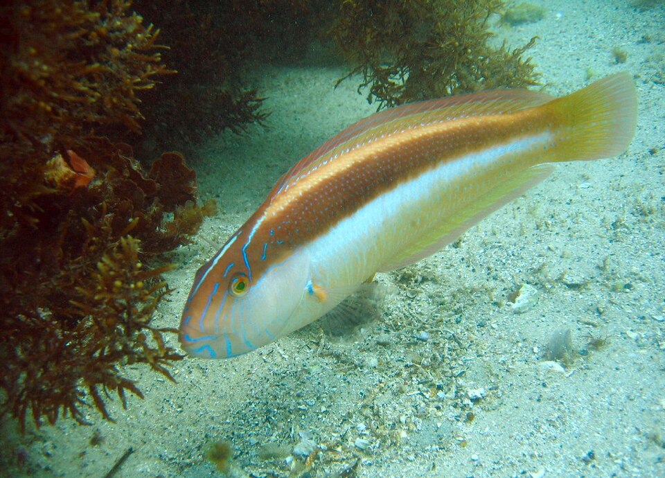 ภาพ ปลานกขุนทอง lineolata (Ophthalmolepis lineolata)