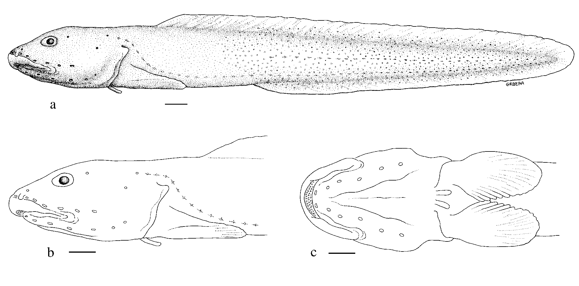 ภาพ ปลา andersoni (Ophthalmolycus andersoni)