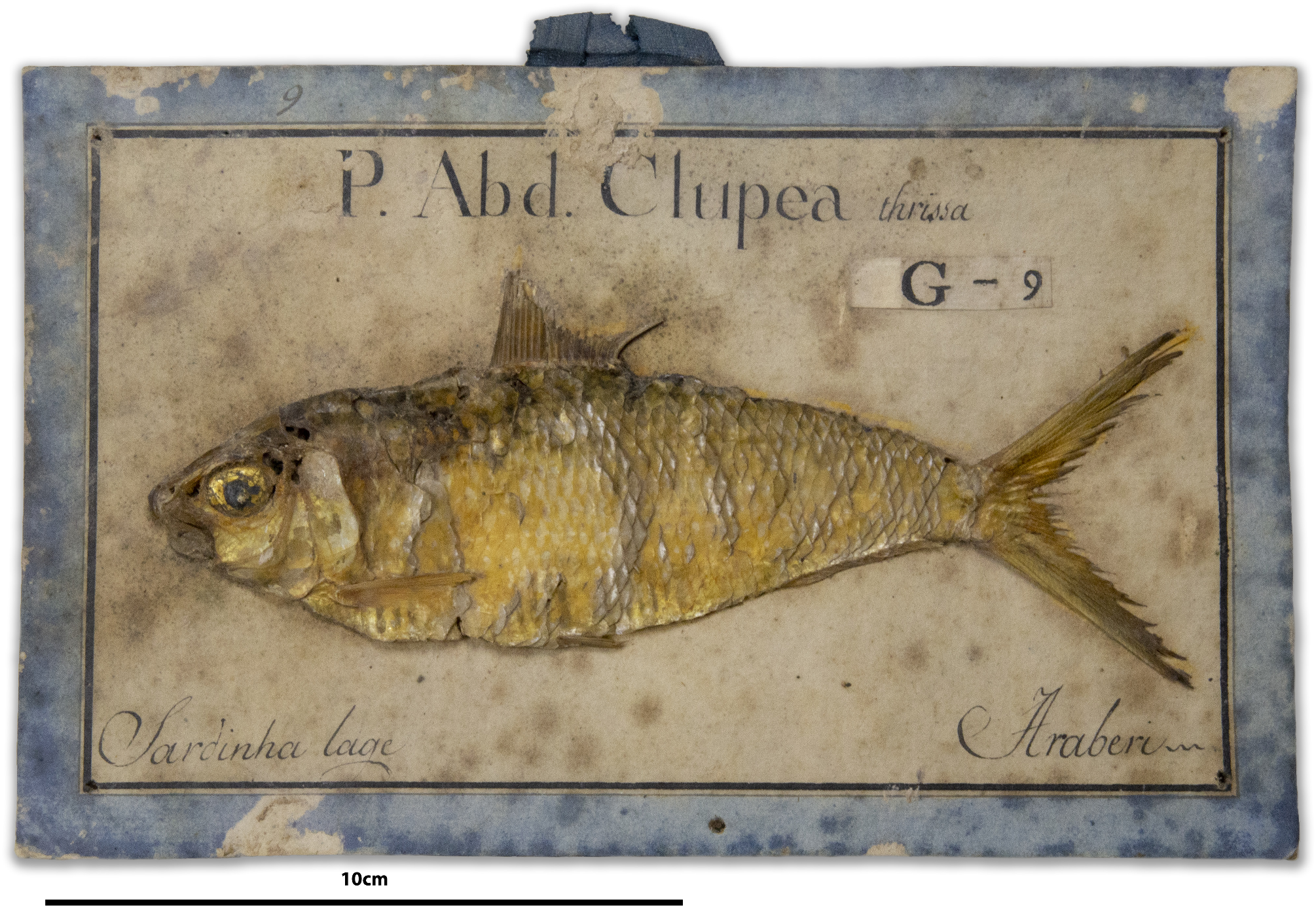 ภาพ ปลา oglinum (Opisthonema oglinum)