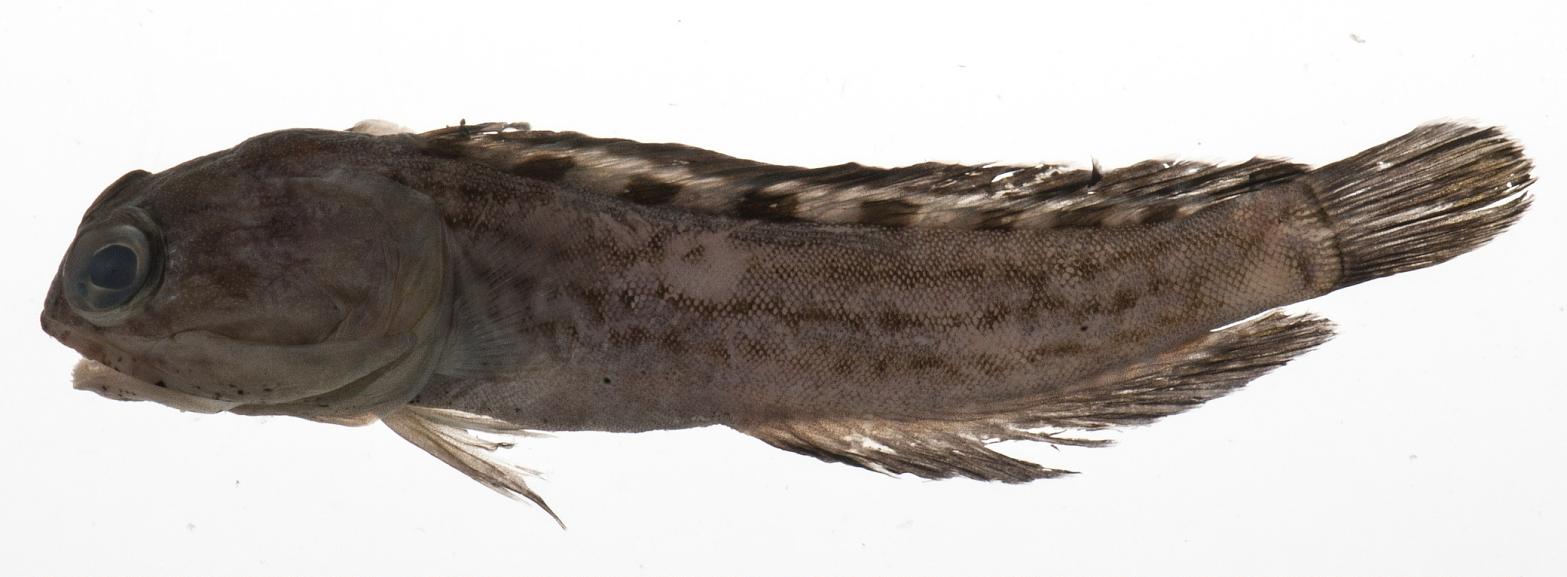 ภาพ ปลาจอว์ฟิช castelnaui (Opistognathus castelnaui)