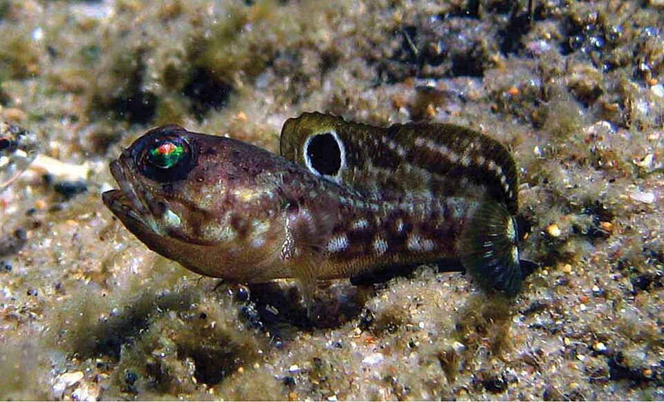 ภาพ ปลาจอว์ฟิช cuvierii (Opistognathus cuvierii)