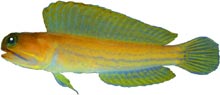 ภาพ ปลาจอว์ฟิช lonchurus (Opistognathus lonchurus)