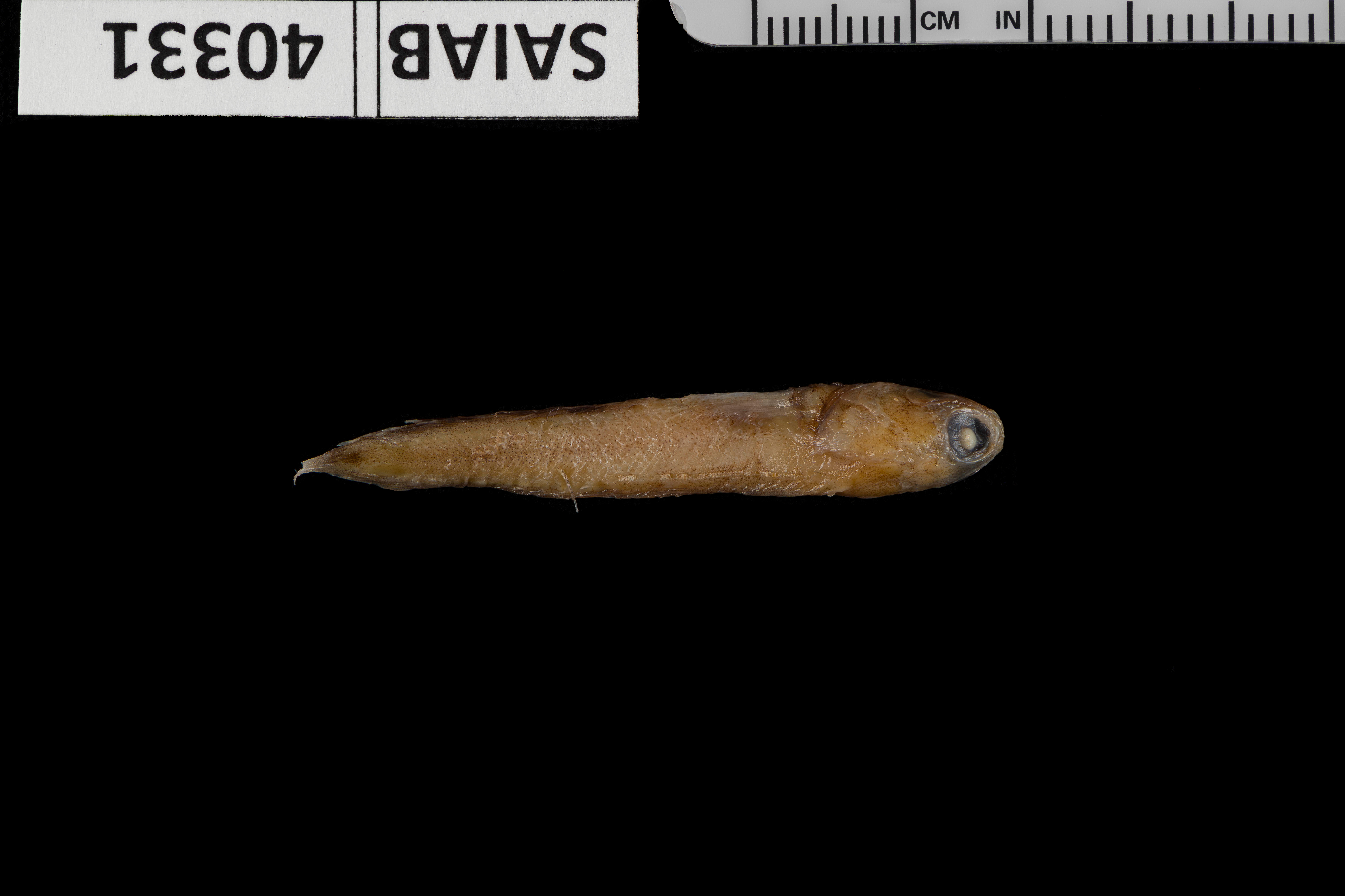 ภาพ ปลาจอว์ฟิช longinaris (Opistognathus longinaris)
