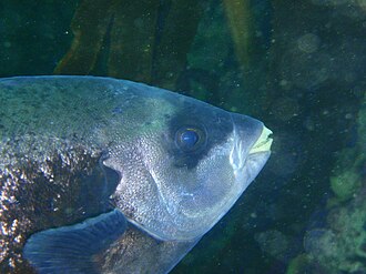 ภาพ ปลา conwayi (Oplegnathus conwayi)