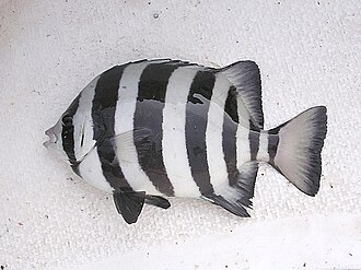 ภาพ ปลา fasciatus (Oplegnathus fasciatus)