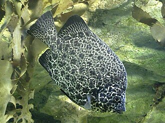 ภาพ ปลา punctatus (Oplegnathus punctatus)