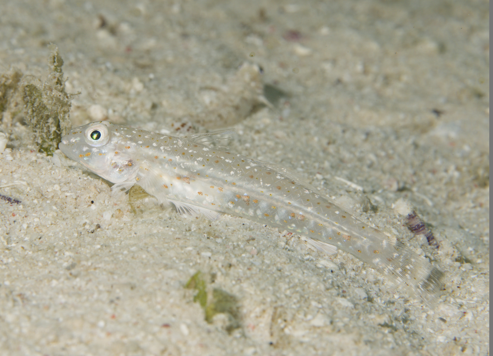 ภาพ ปลาบู่ดำพื้นทรายบู่ (Oplopomops diacanthus)