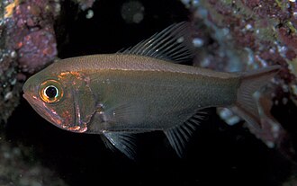 ภาพ ปลา elongatus (Optivus elongatus)