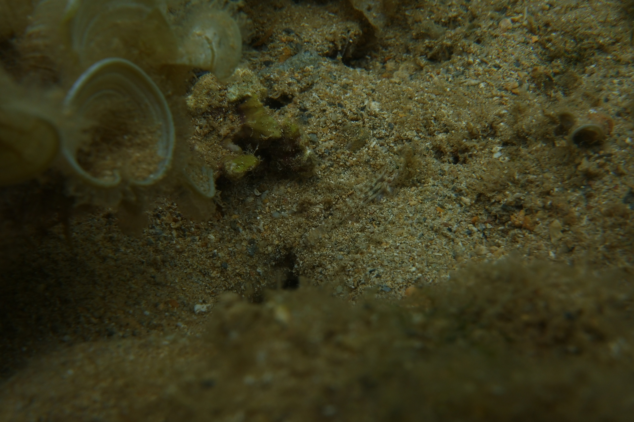 ภาพ ปลาบู่ nephodes (Opua nephodes)
