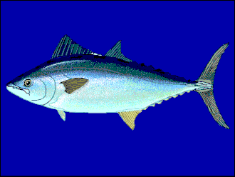 ภาพ ปลา unicolor (Orcynopsis unicolor)