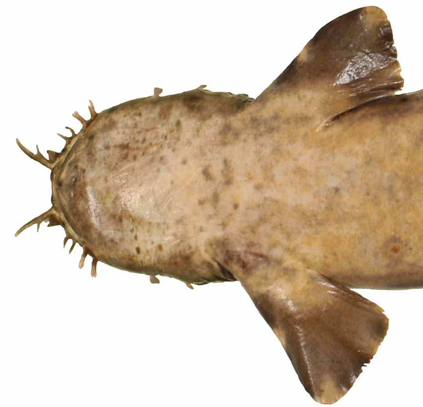 ภาพ ปลา floridus (Orectolobus floridus)