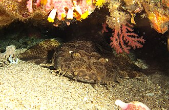 ภาพ ปลา leptolineatus (Orectolobus leptolineatus)