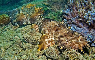 ภาพ ปลา ornatus (Orectolobus ornatus)