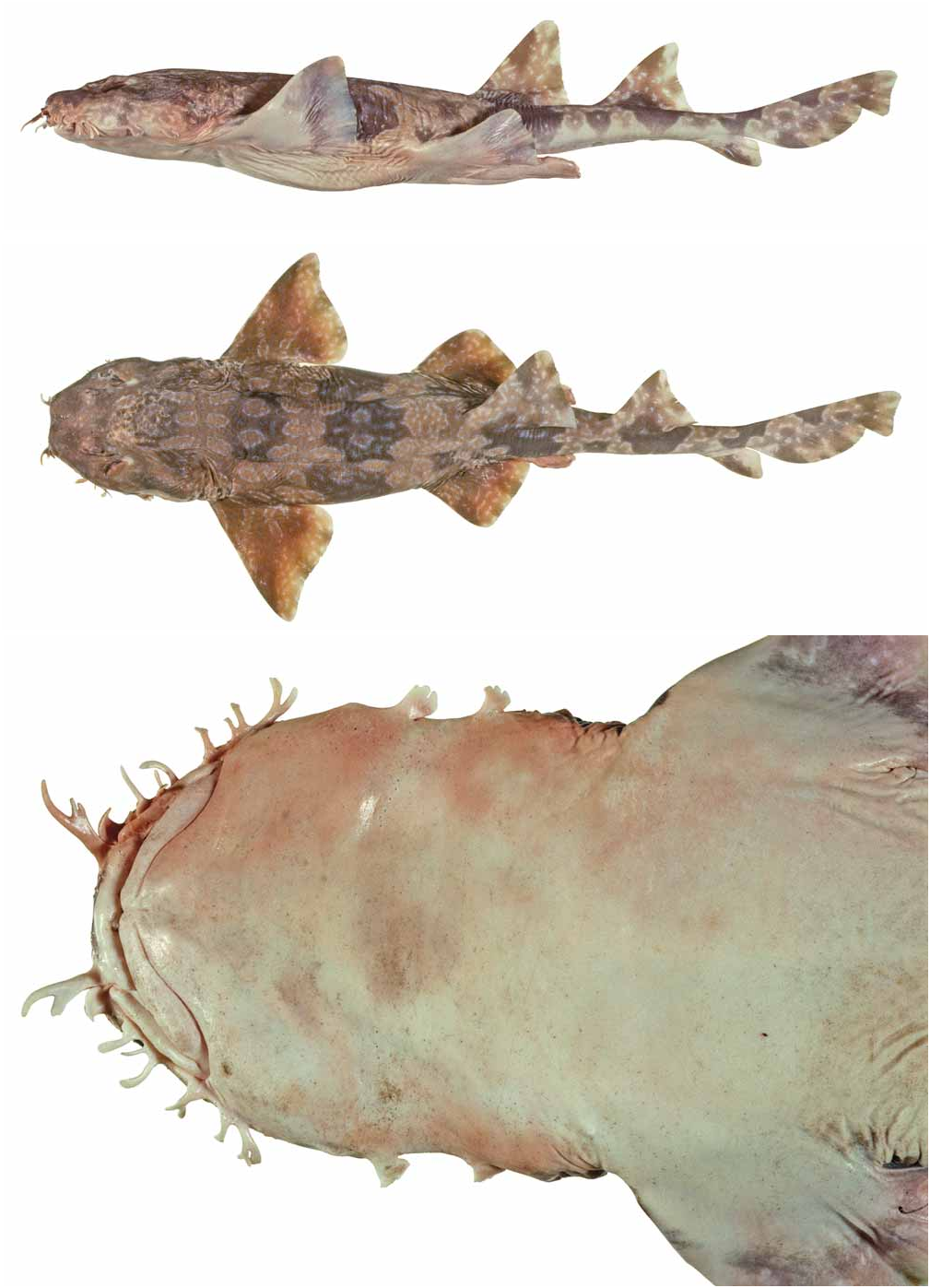 ภาพ ปลา parvimaculatus (Orectolobus parvimaculatus)