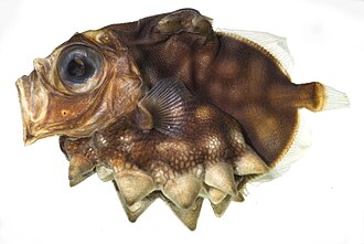 ภาพ ปลา atlanticum (Oreosoma atlanticum)