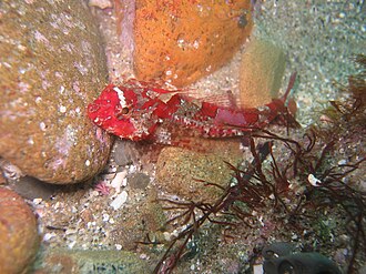 ภาพ ปลา triacis (Orthonopias triacis)