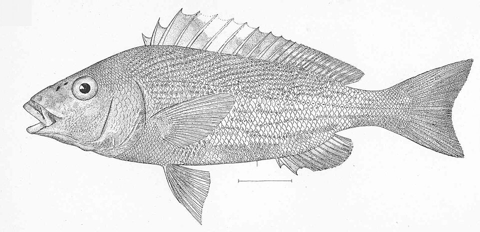 ภาพ ปลาสร้อยนกเขาสีบรอนซ์ลายเส้น (Orthopristis reddingi)
