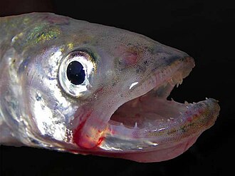 ภาพ ปลา eperlanus (Osmerus eperlanus)