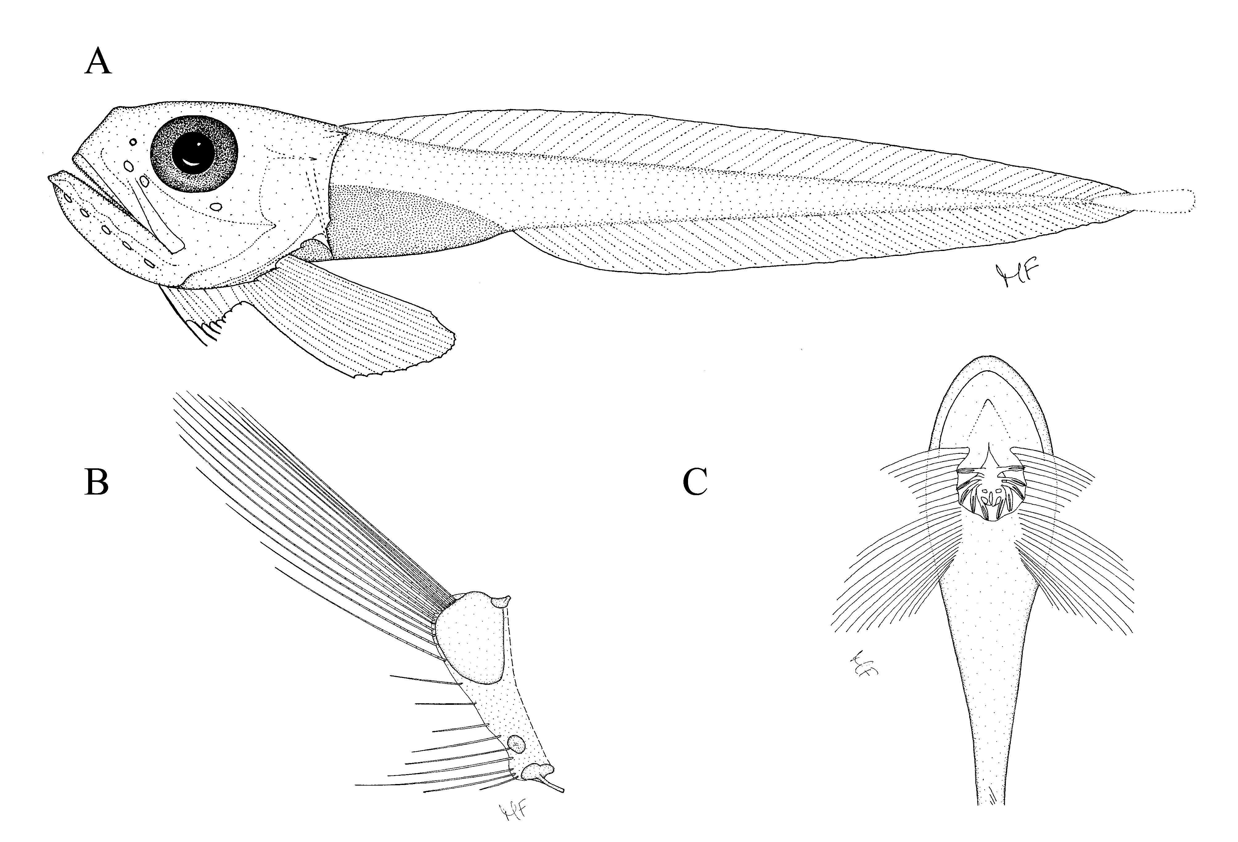 ภาพ ปลา rhepostomias (Osteodiscus rhepostomias)