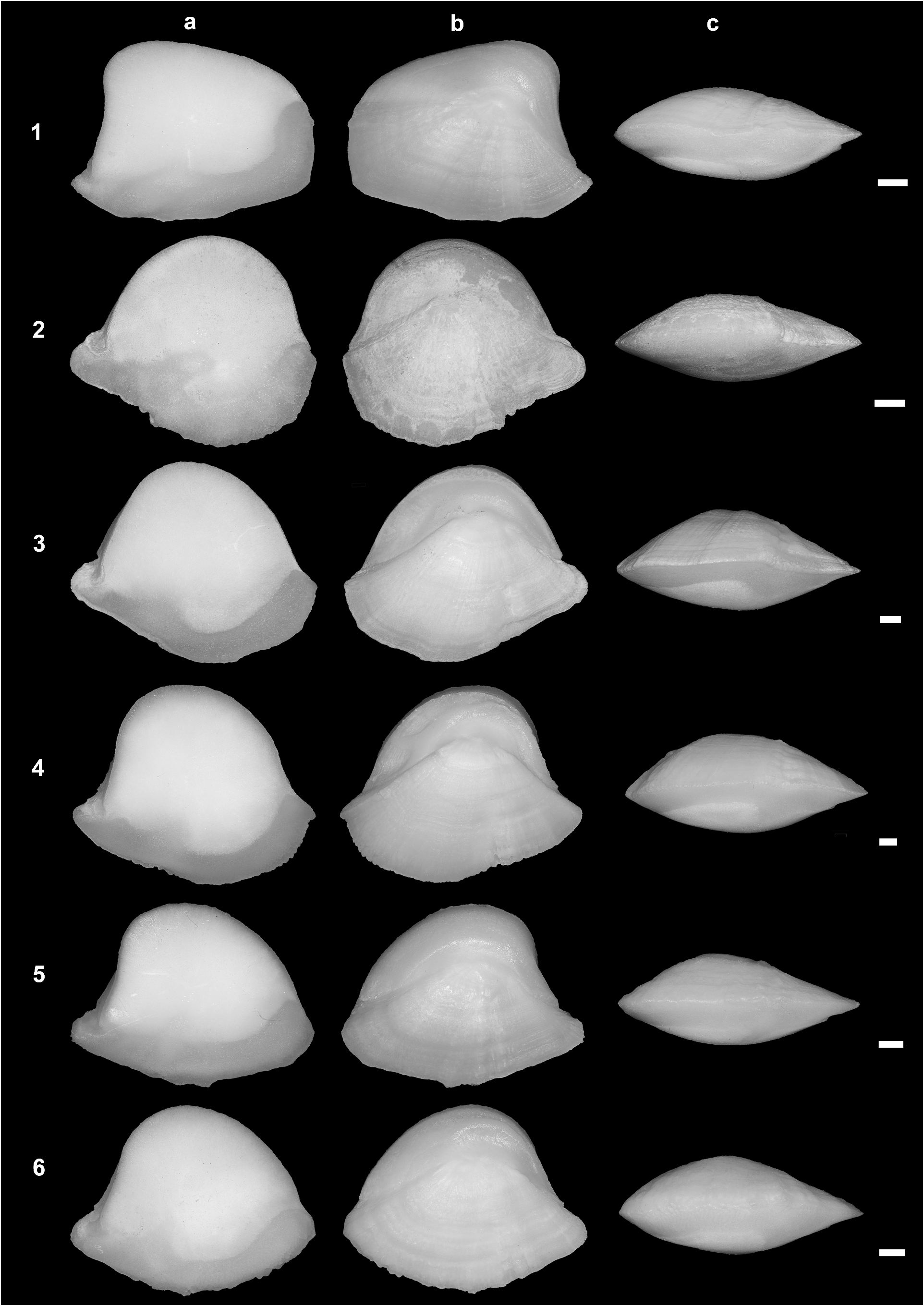 ภาพ ปลา militaris (Osteogeneiosus militaris)